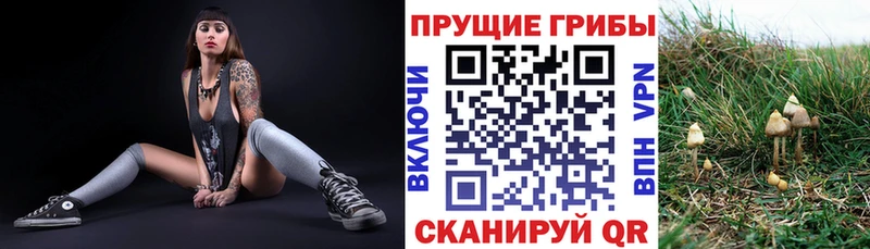 Псилоцибиновые грибы Cubensis купить Казань